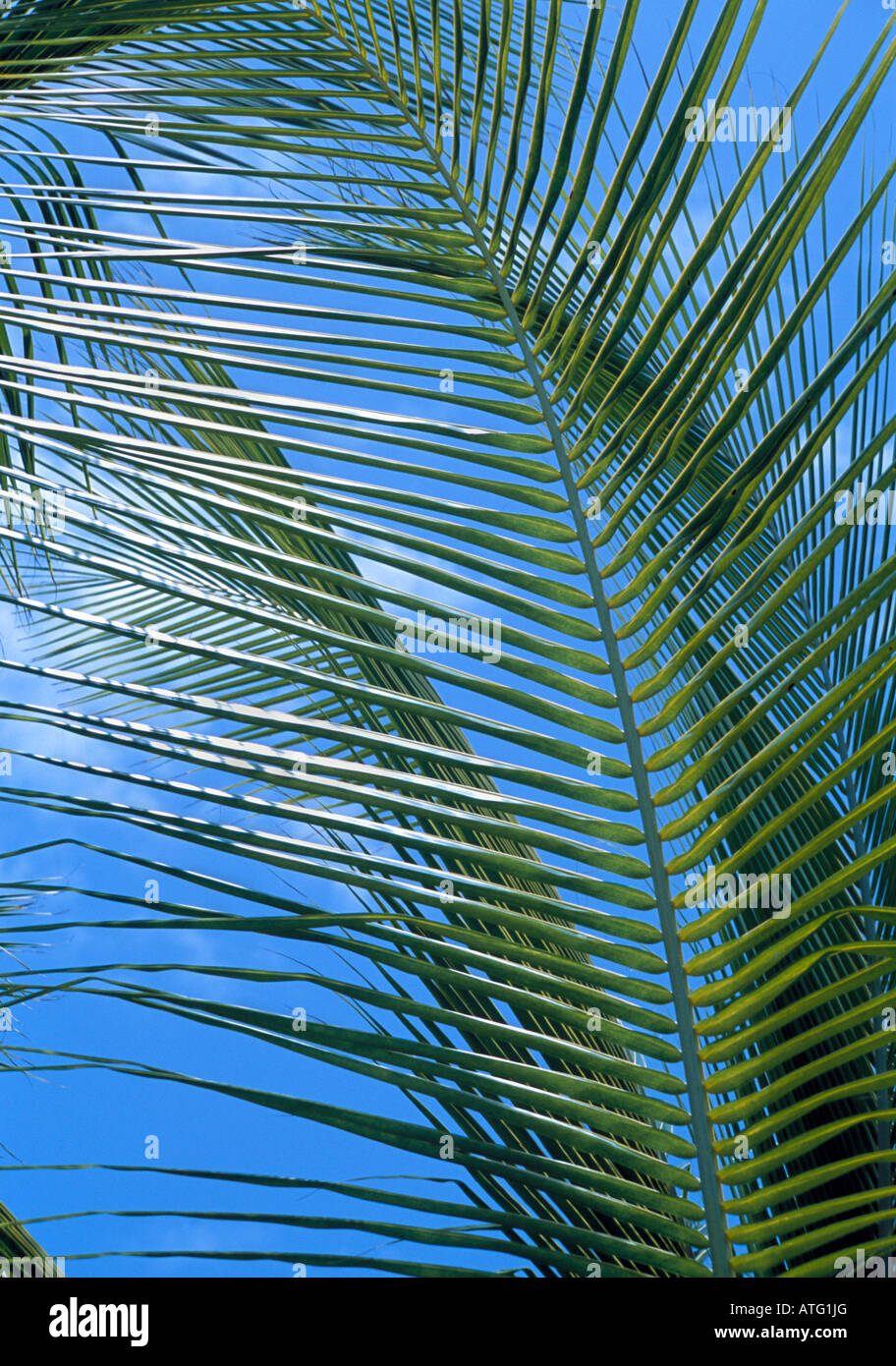 palm leaf against blue sky Stock Photo - Alamy