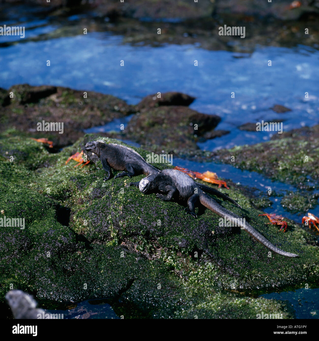 iguane marins Meerechsen Marine Iguanas Amblyrhinchus cristatus sunbathing galapagos animals Echsen endemic endemisch Galapagos Stock Photo