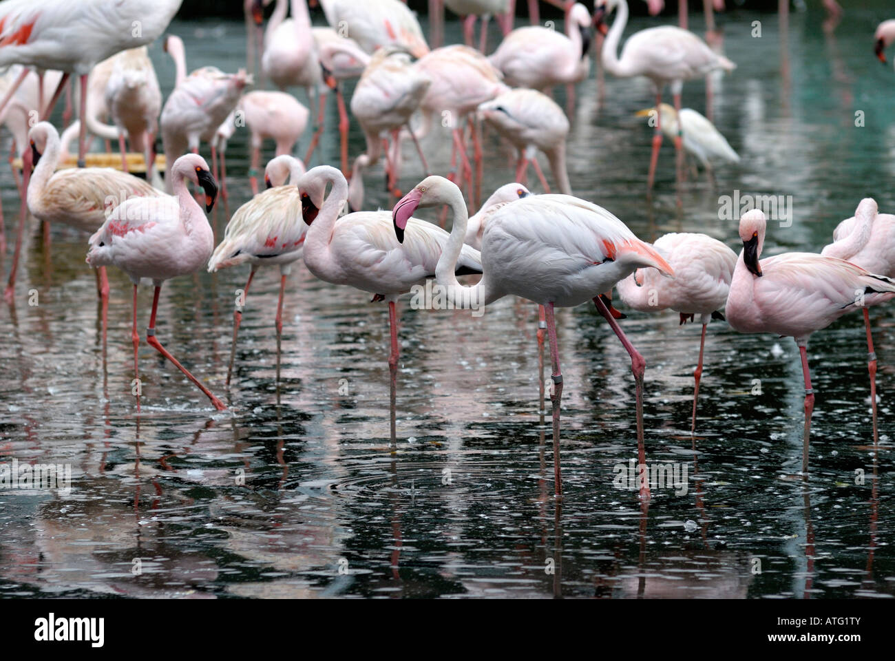 Flamingo Jurong Bird Park Singapore Stock Photo Alamy