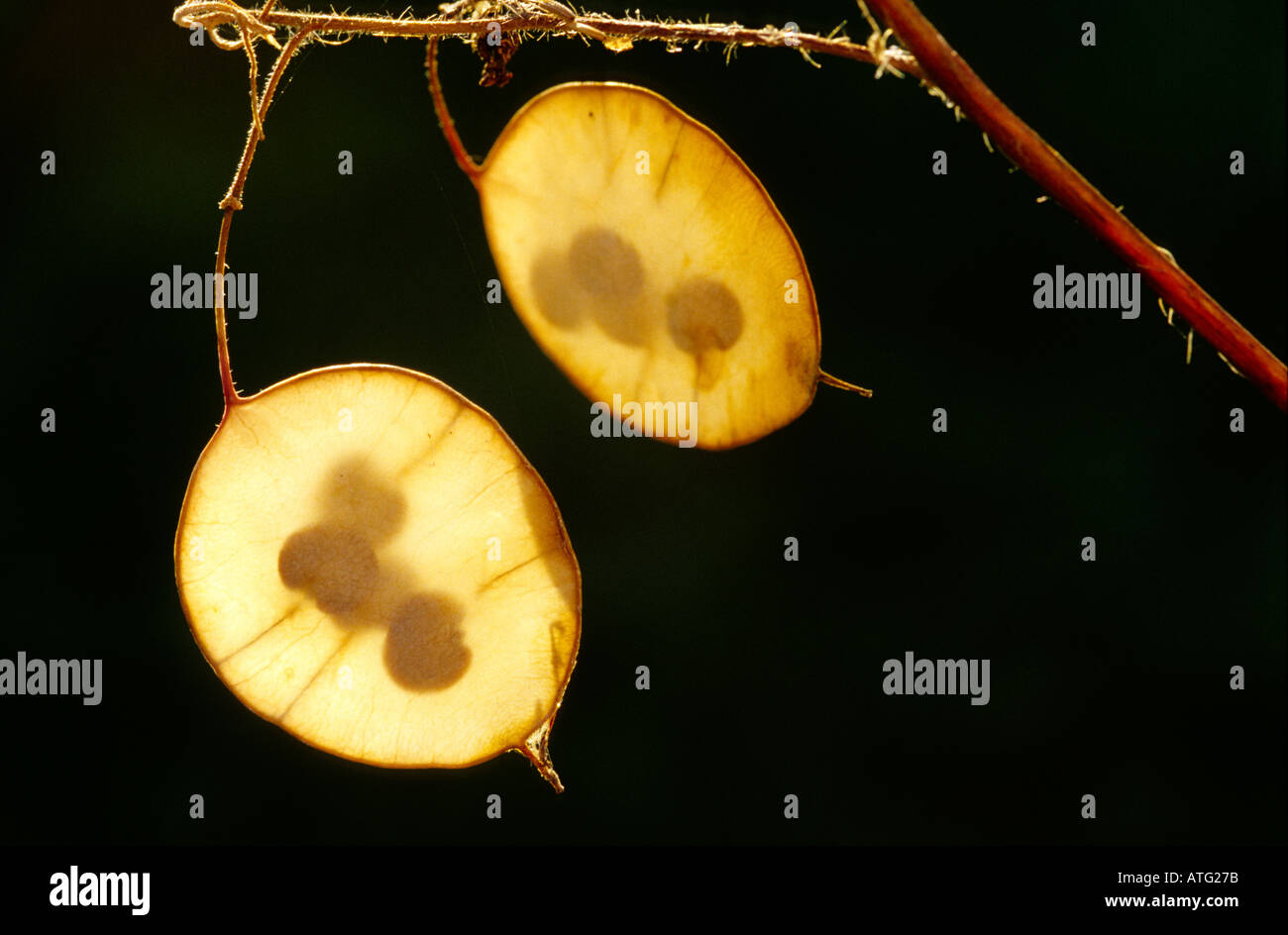 Dynamic Honesty Seeds Scene for Desktop Dynamic Honesty Seeds Scene for Desktop