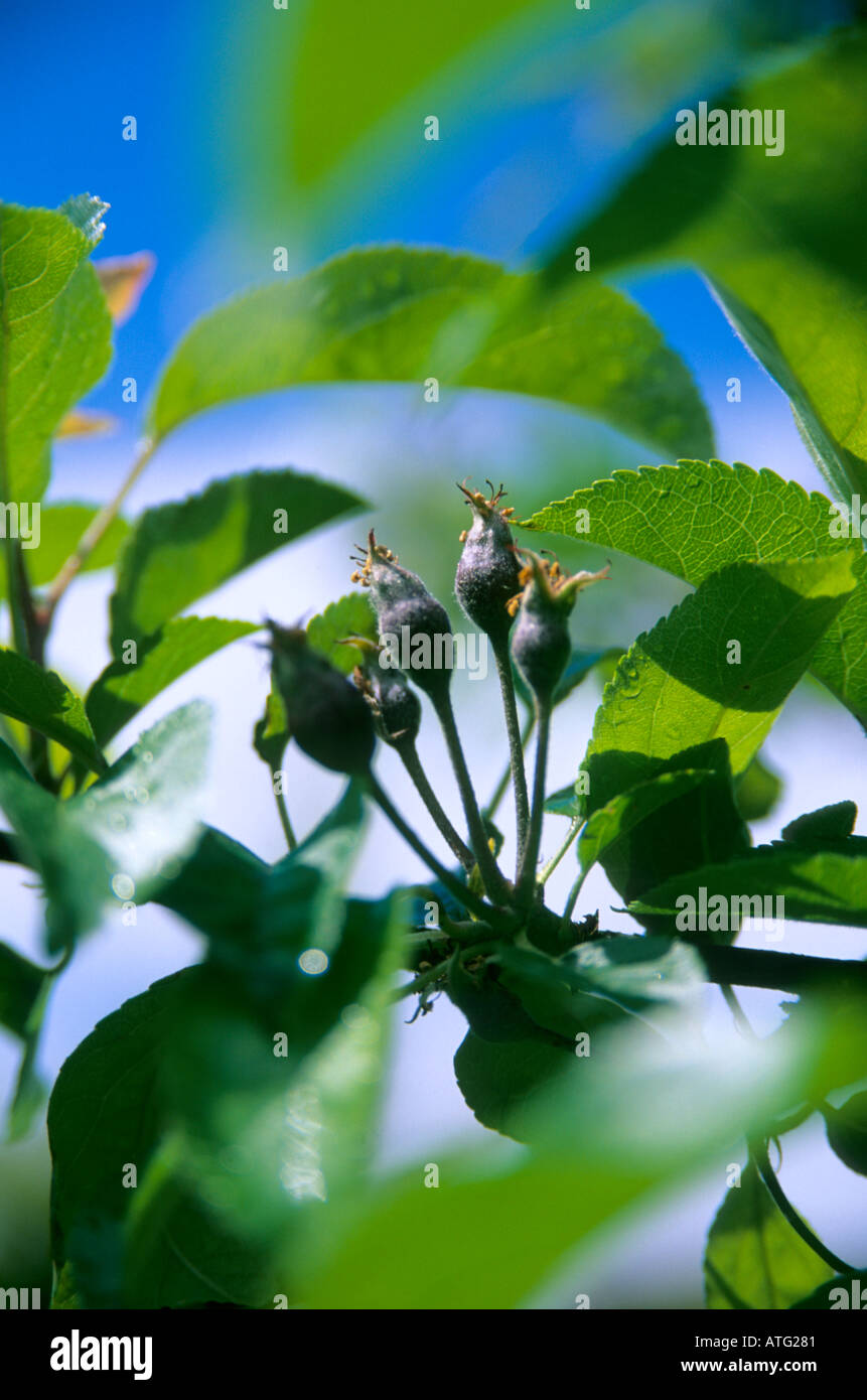 Buds young leaves apple tree hi-res stock photography and images - Alamy