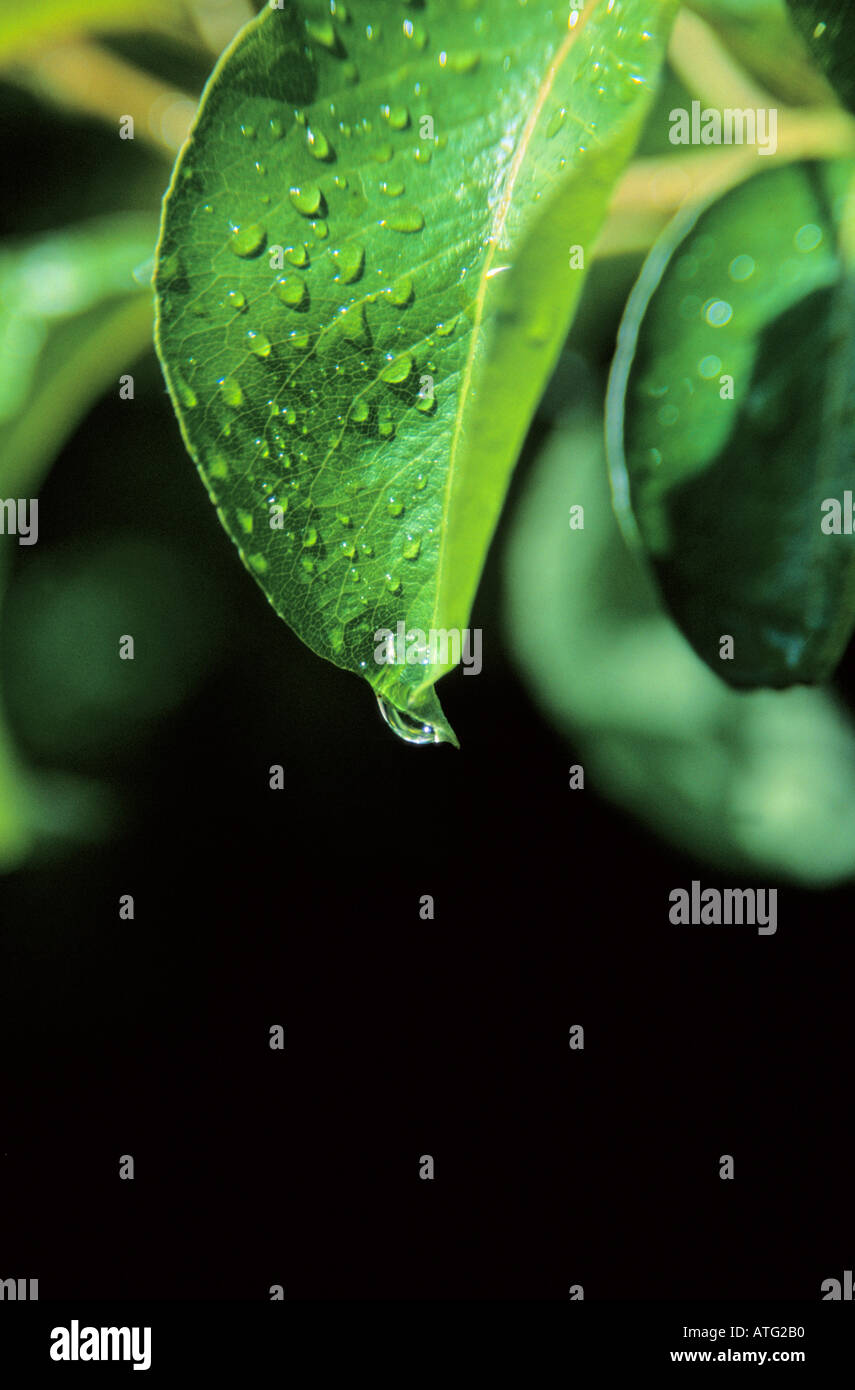 Droplets water on green leaf hi-res stock photography and images - Alamy