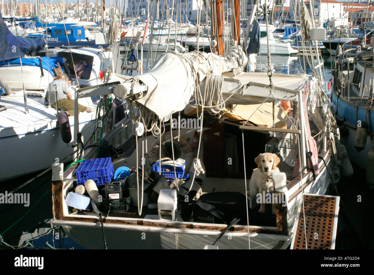 White labrador ships dog gibraltar yacht marina british dependent territory Stock Photo