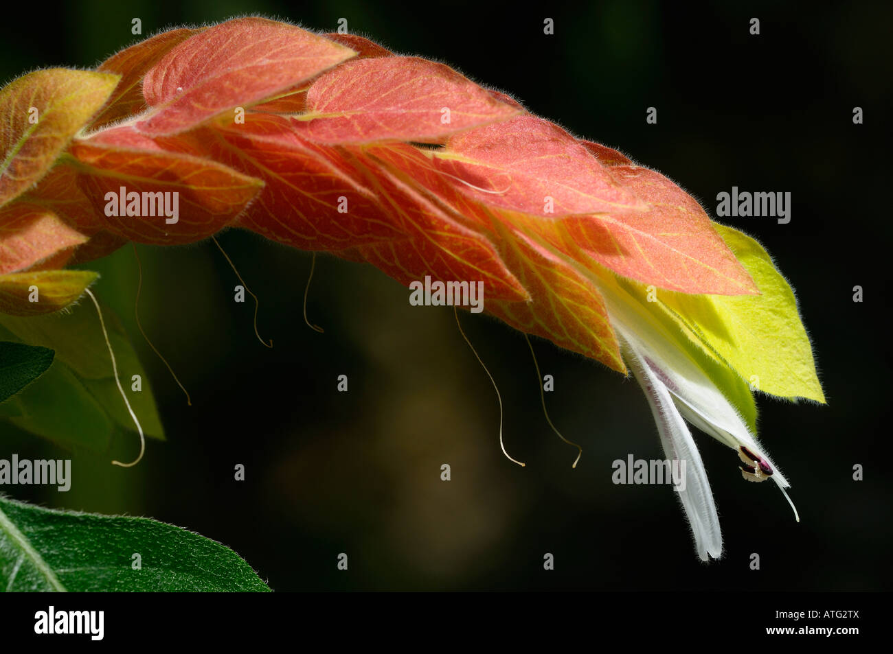 White flowers on a tropical Shrimp Plant with salmon colored bracts Stock Photo