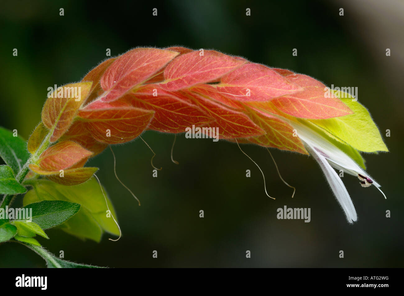 White hairy flowers on a tropical Shrimp Plant with salmon colored bracts Stock Photo