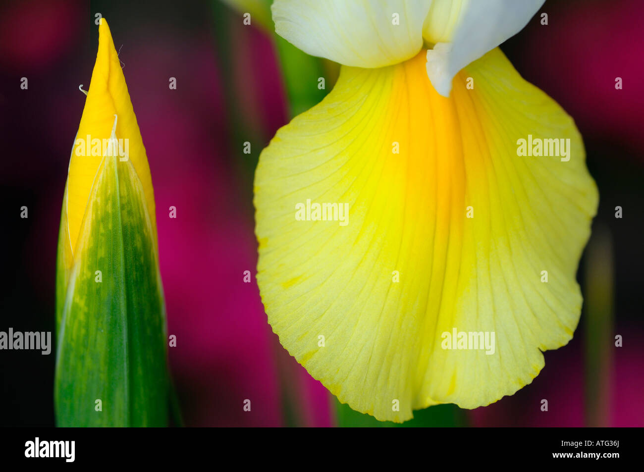 Bud and yellow fall of Dutch Iris flower with purple flowers in background Stock Photo