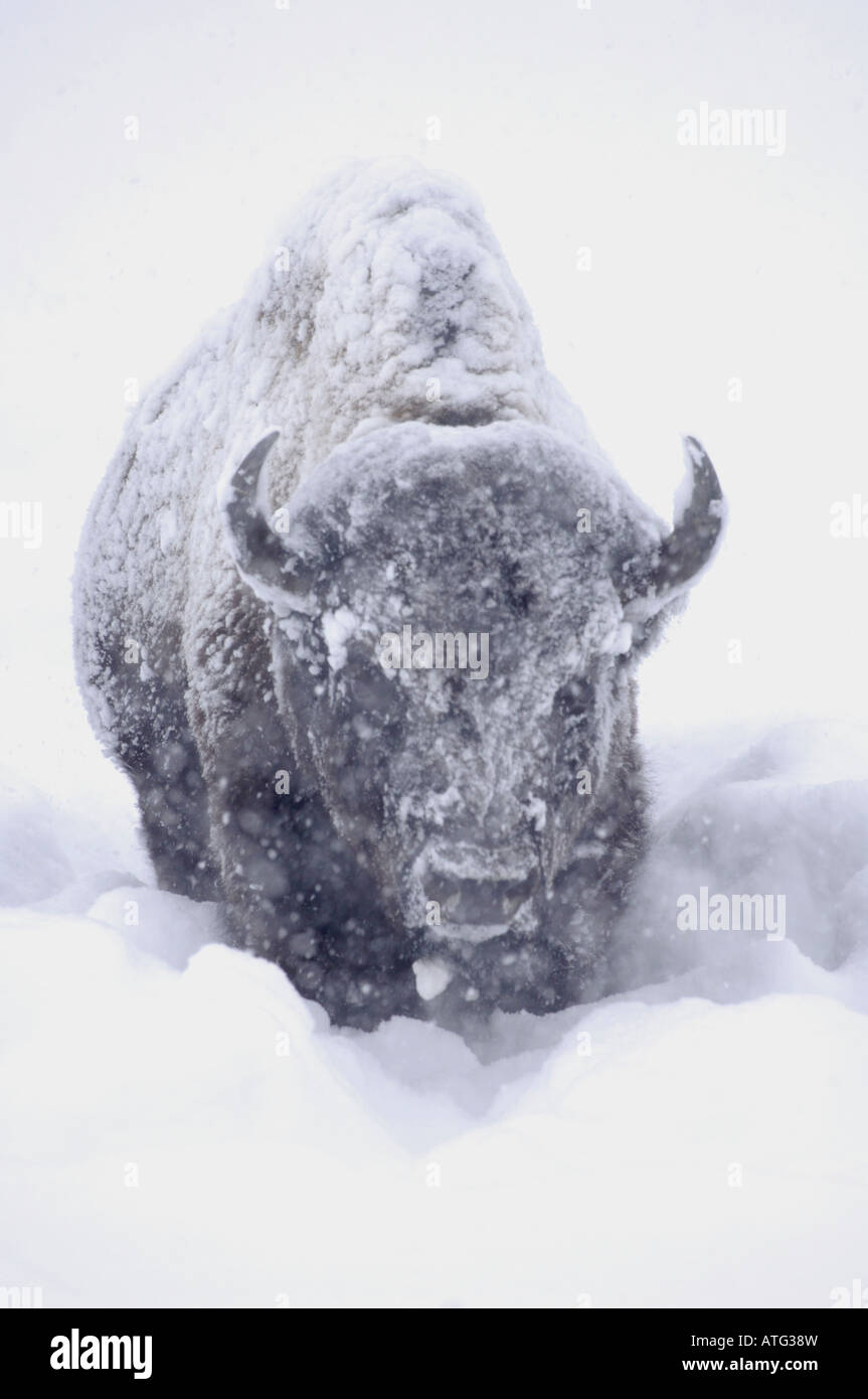 Bison in snowstorm hi-res stock photography and images - Alamy