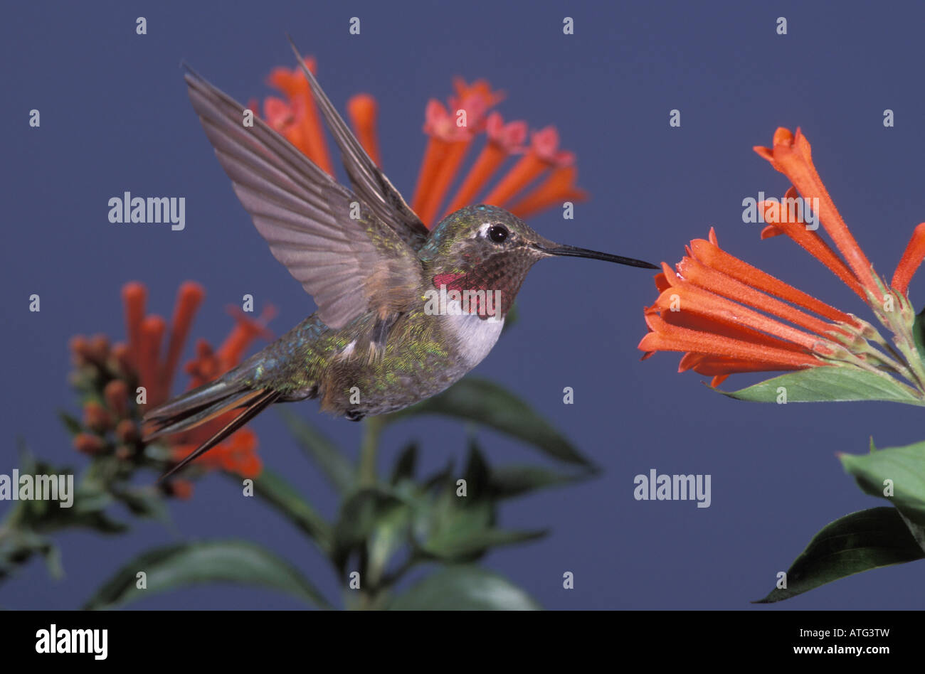 Broad-tailed Hummingbird male, Selasphorus platycercus, feeding at Bouvardia ternifolia flowers. Stock Photo
