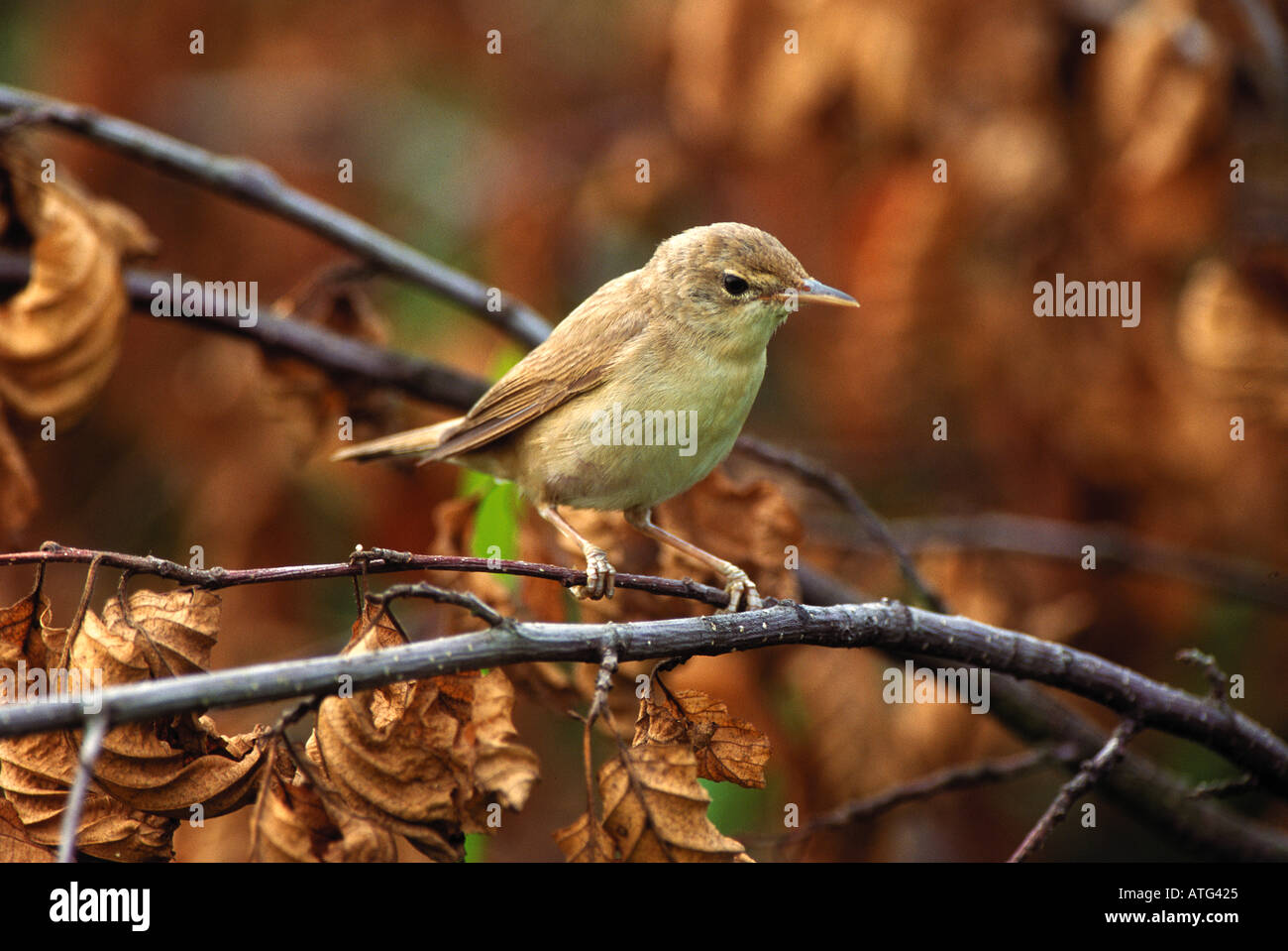 Eurasian reed warbler on twig / Acrocephalus scirpaceus Stock Photo