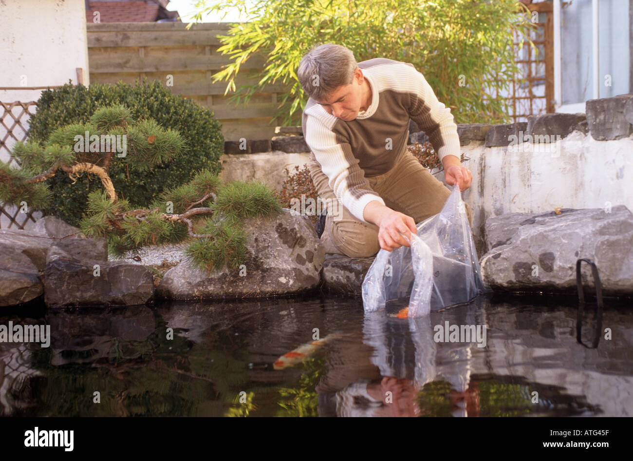 man putting kois into pond Stock Photo