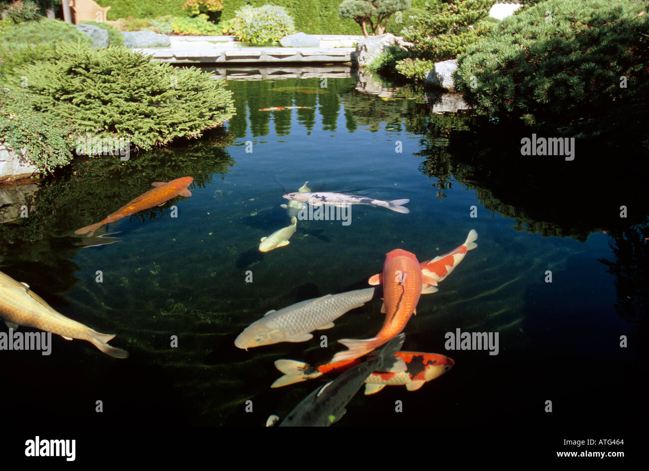 pond with koi carps Stock Photo