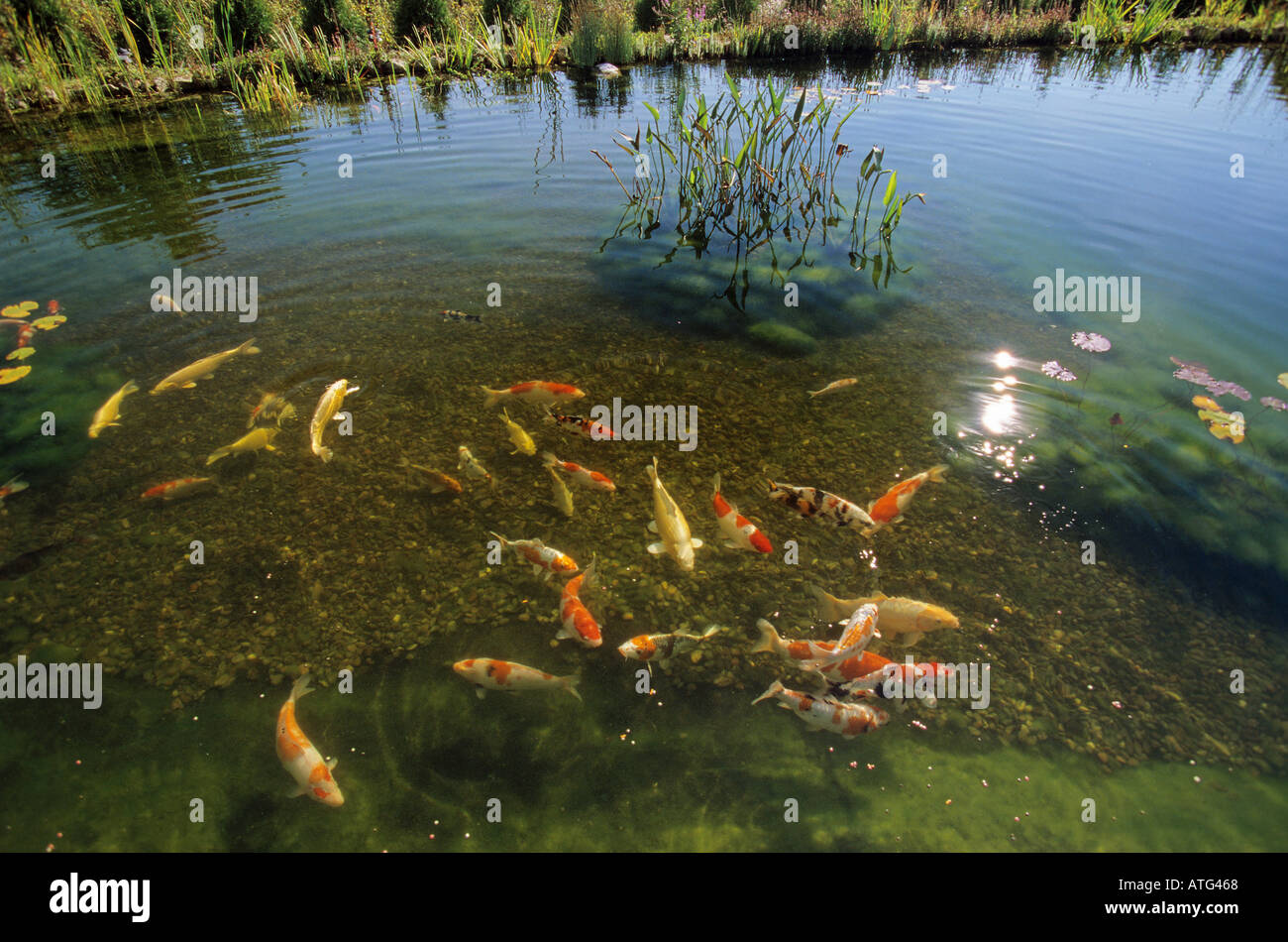pond with koi carps Stock Photo