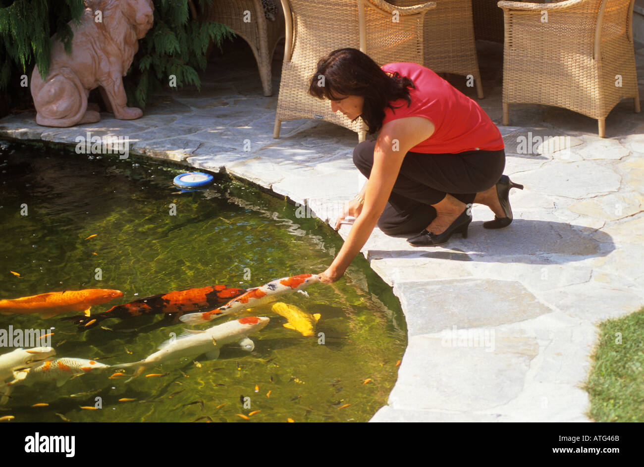 koi carp gettig food Stock Photo