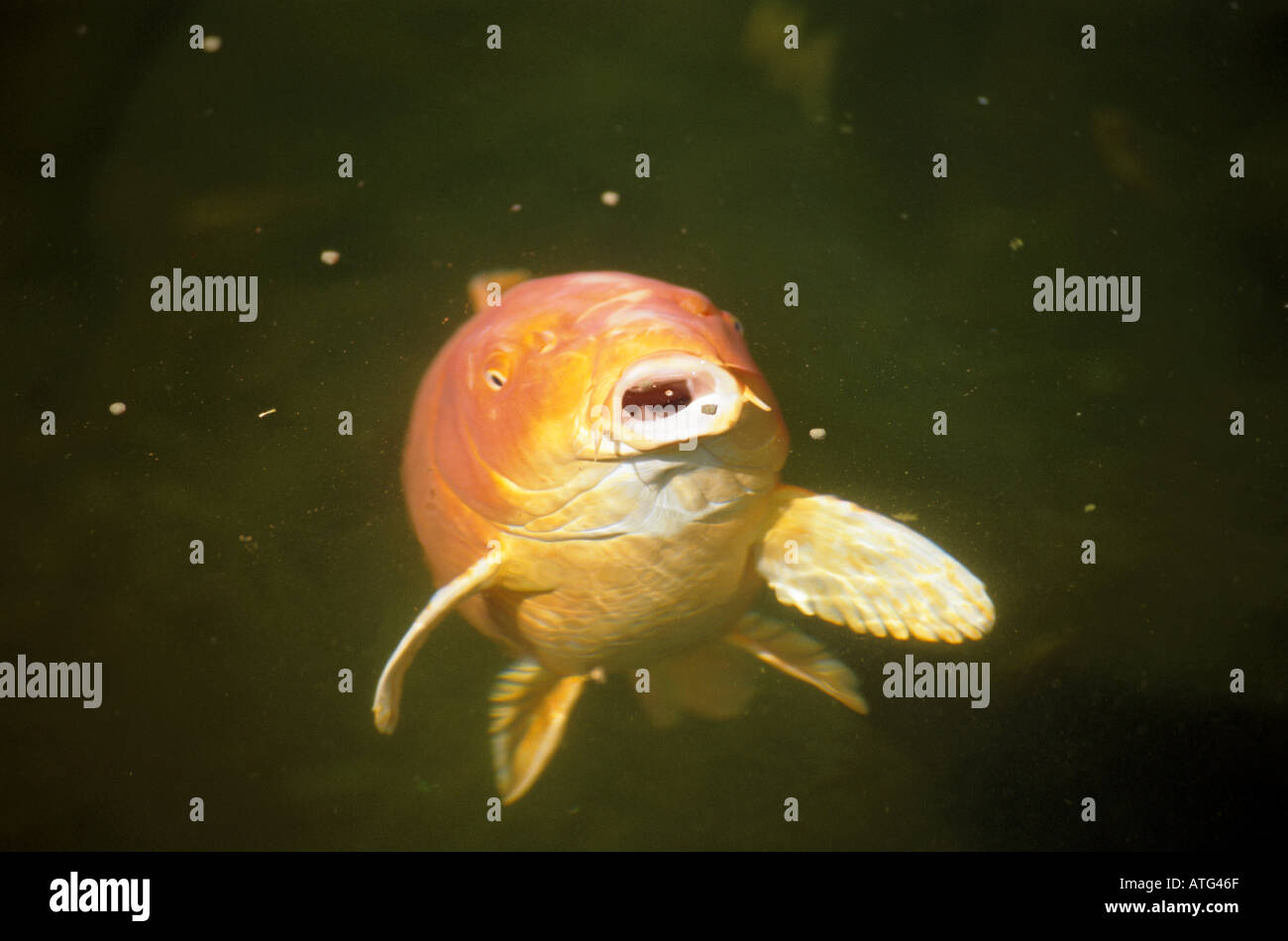 koi carp Jumbo Stock Photo