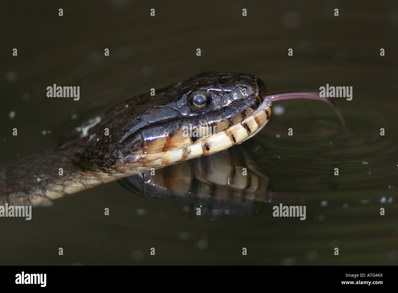 water snake tongue Stock Photo
