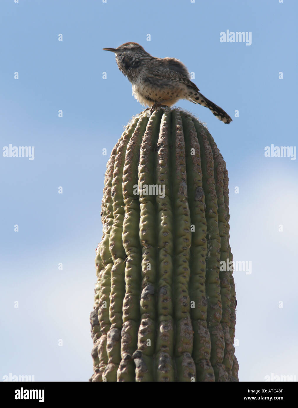 cactus wren saguaro cactus Stock Photo