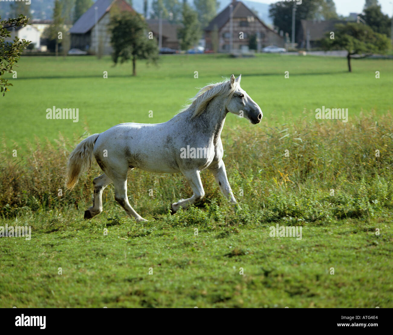 Irish Draught horse on meadow Stock Photo