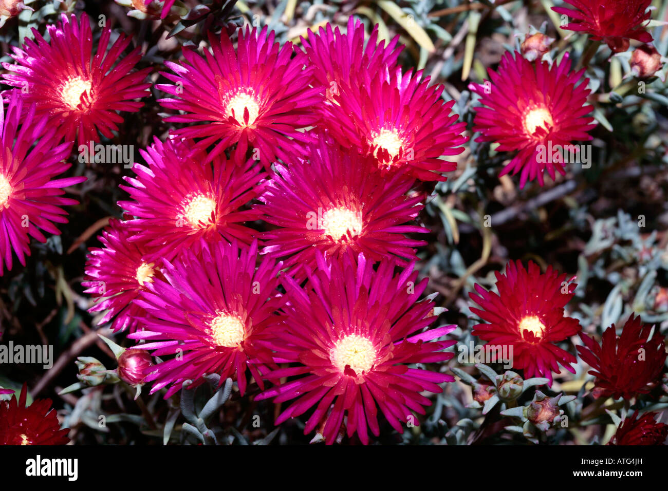Lampranthus spectabils-Family Aizoaceae Stock Photo