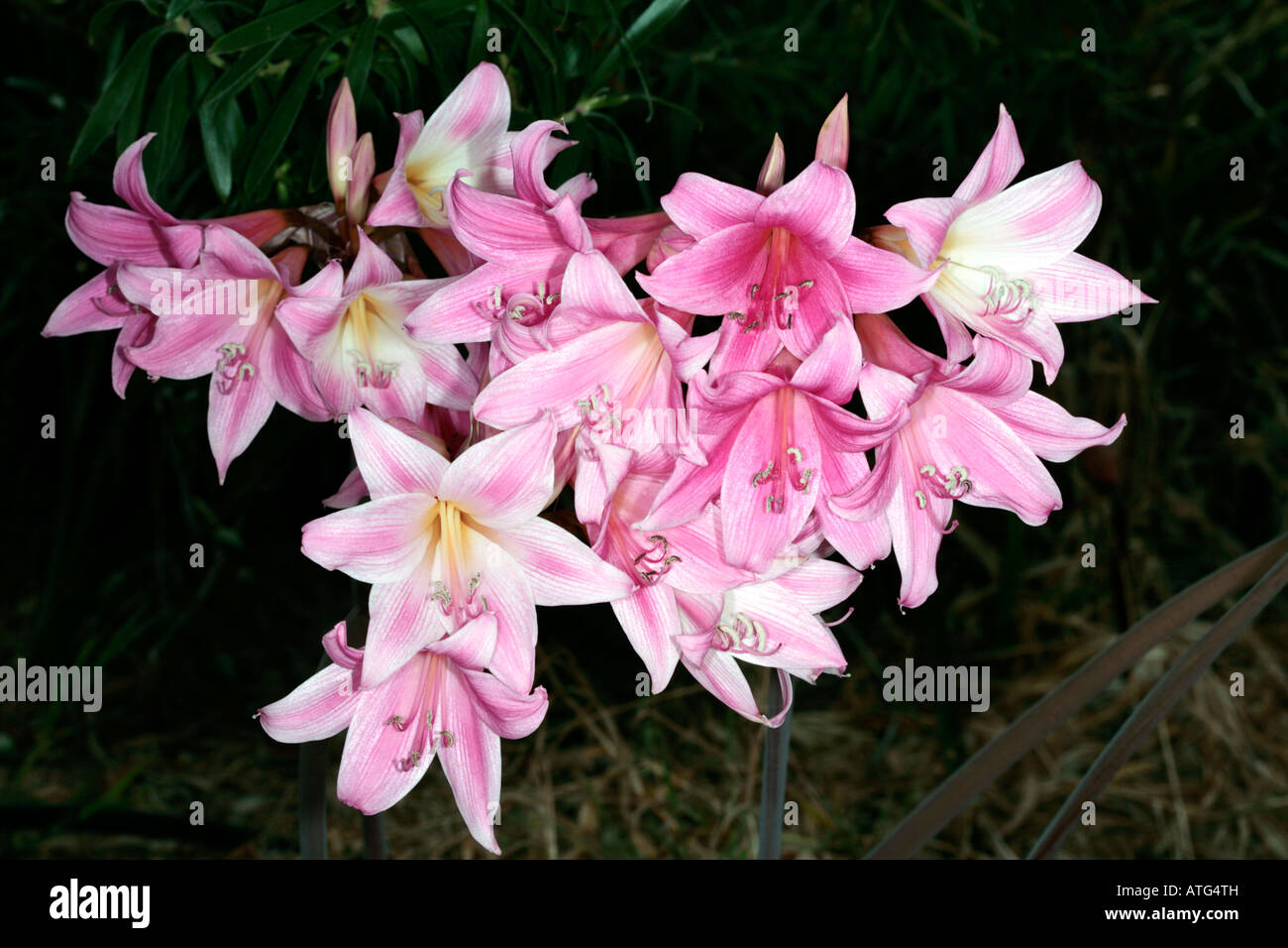 Belladonna LilyAmaryllis belladonnaFamily Amaryllidaceae Stock Photo