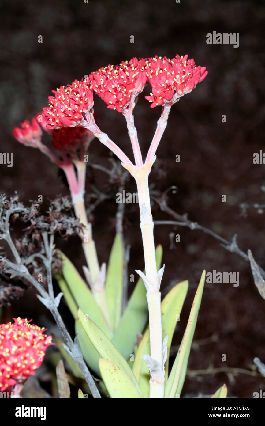 Concertina Plant-Crassula rupestris ssp. marnieriana- Family Crassulaceae Stock Photo