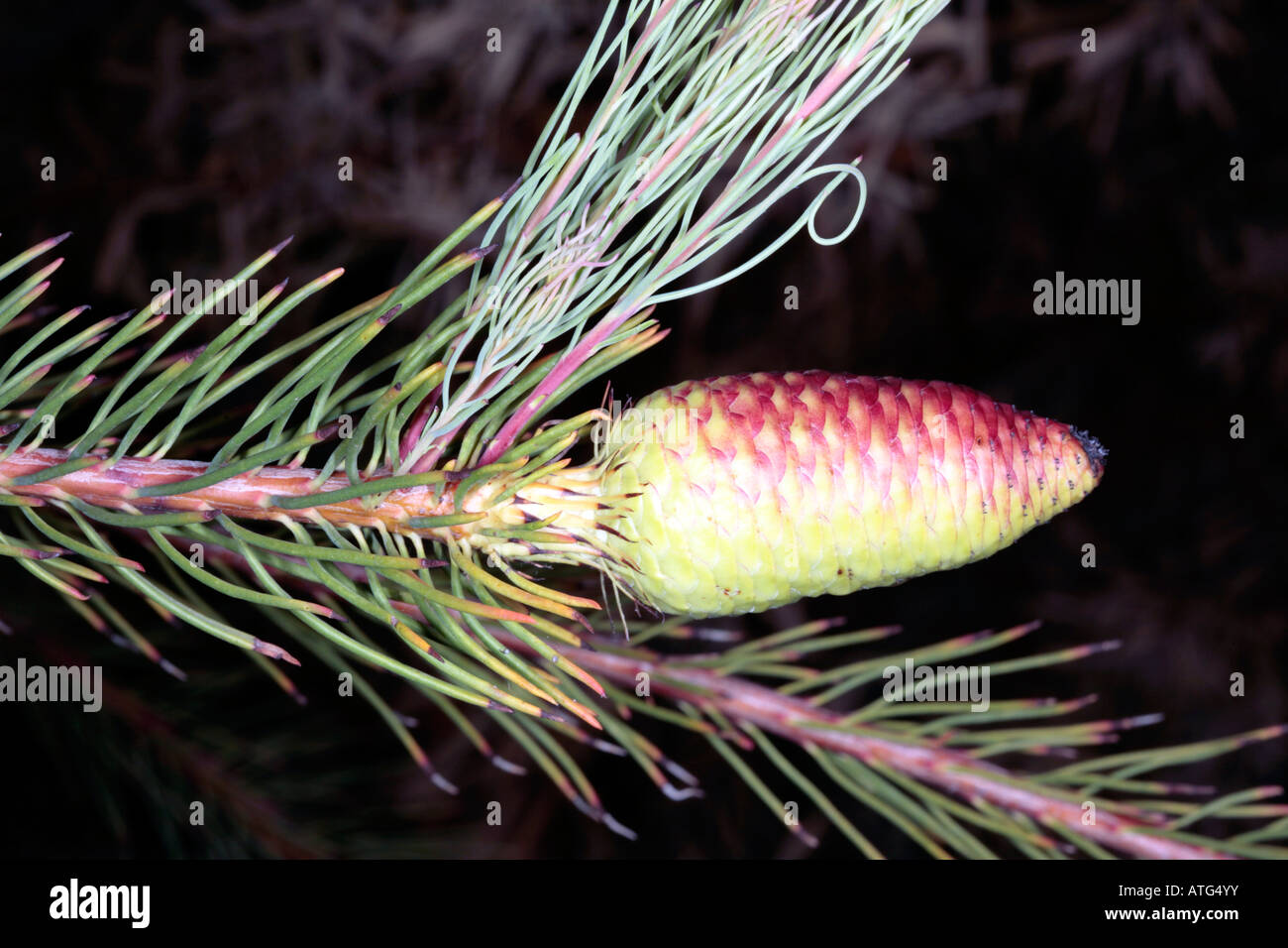 Female flower of Karoo Conebush - Leucadendron nobile-Group Needle-leaf Conebushes Stock Photo