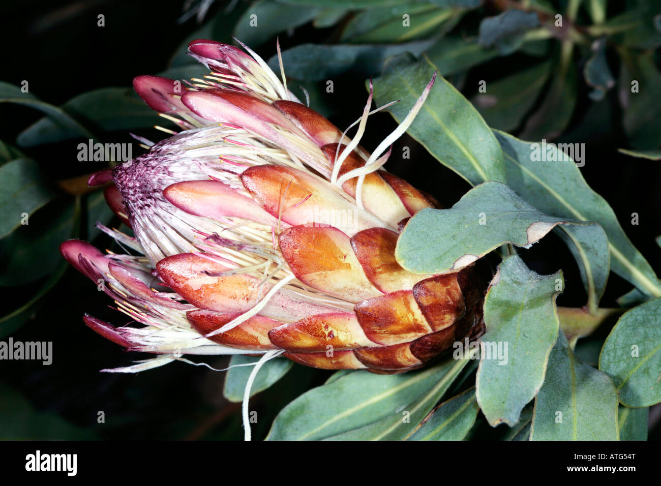 Oleander-leaved Protea/ Long leaved Sugarbush - Protea neriifolia - Family Proteaceae Stock Photo