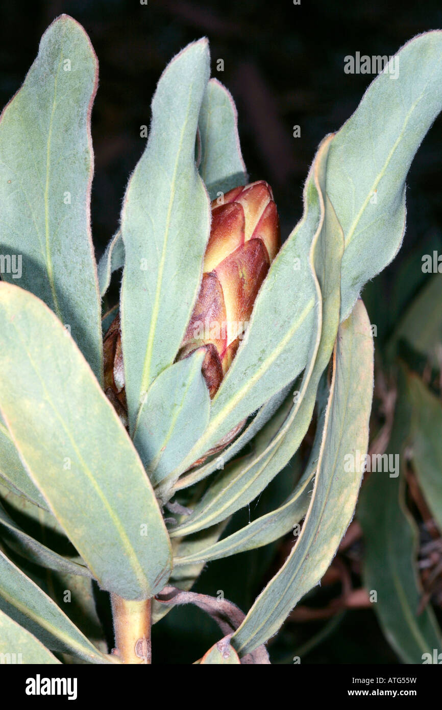 Oleander-leaved Protea bud/ Long leaved Sugarbush - Protea neriifolia -Family Proteaceae Stock Photo