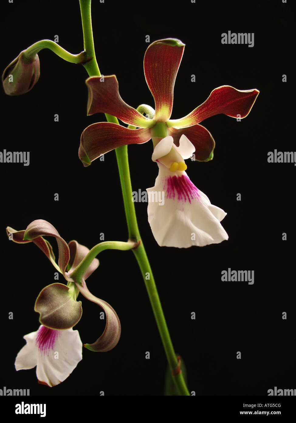 orchid Encyclia, Epidendrum atropurpureum Stock Photo