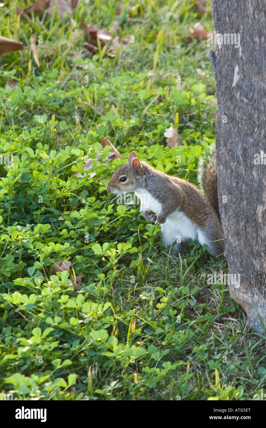 A grey squirrel in clover Stock Photo Alamy