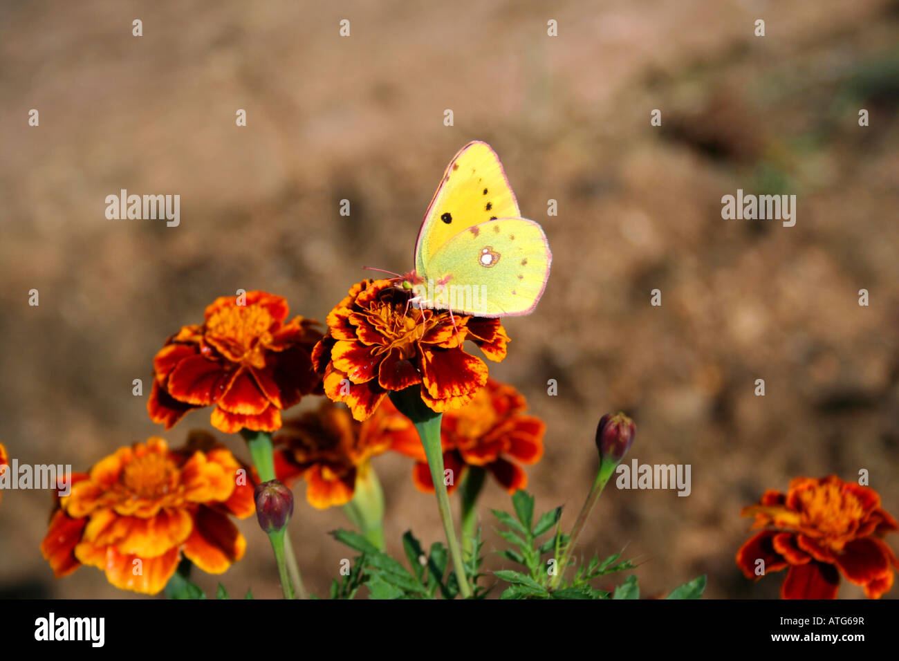 Clouded Sulphur butterfly Lemon colored butterfly over yellow targetes flowers Stock Photo