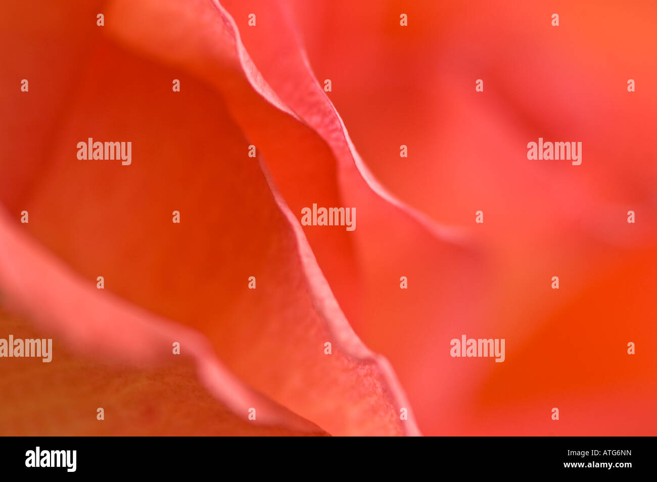 Abstract macro picture of a red rose Stock Photo - Alamy