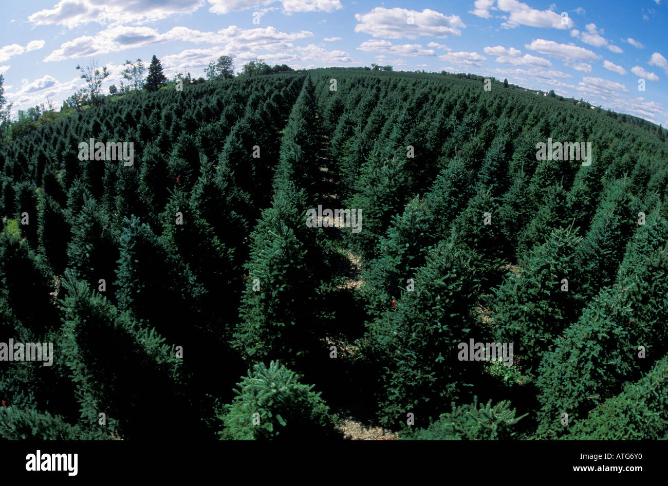 Christmas tree farm in canada hires stock photography and images Alamy