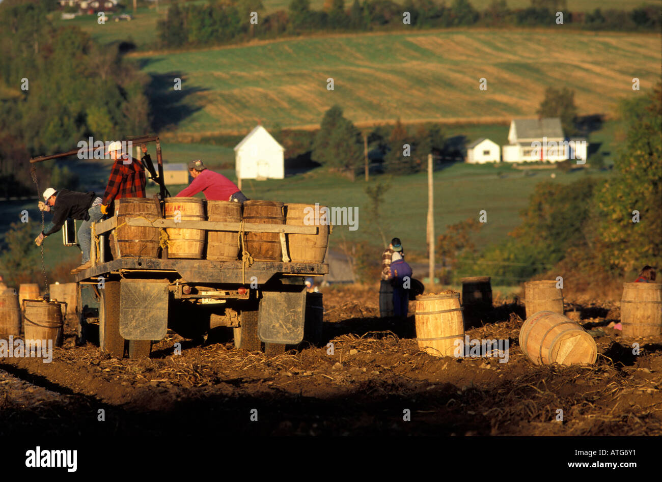 Stock image of boys and girls helping out during the fall potato harest using barrels for hand picking Stock Photo
