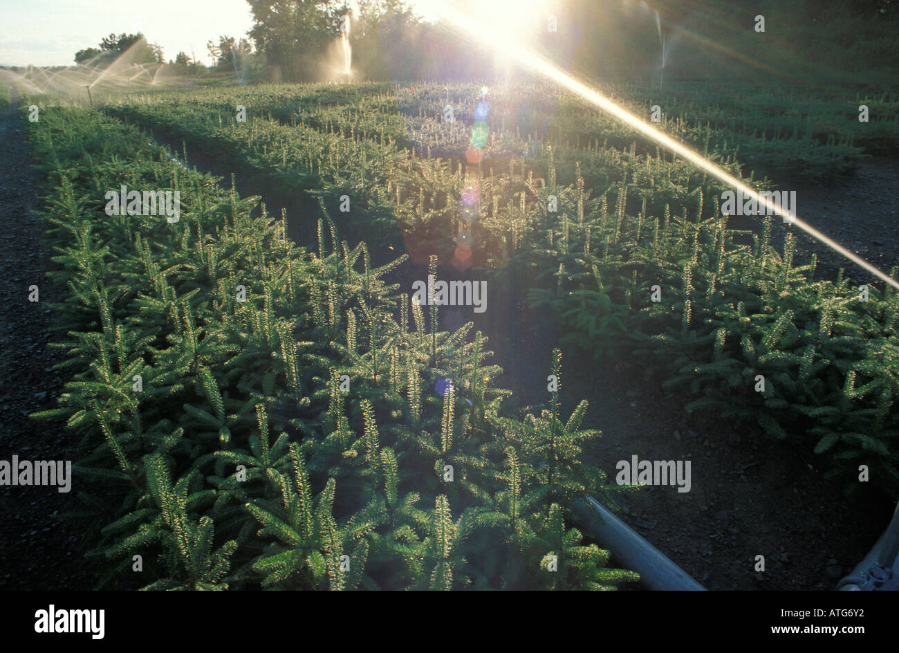 Stock image of Christmas tree farm in New Brunswick Canada Stock Photo