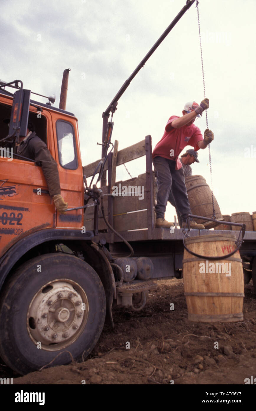 https://c8.alamy.com/comp/ATG6Y7/stock-image-of-potato-harvest-using-wooden-barrels-and-trucks-in-new-ATG6Y7.jpg