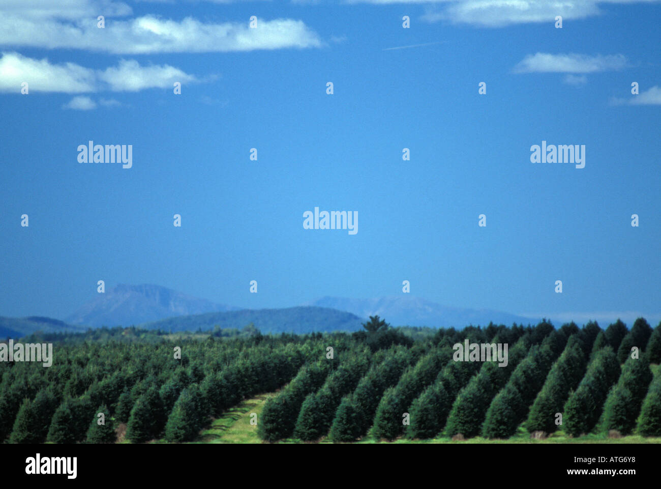 Stock image of Christmas tree farm in New Brunswick Canada Stock Photo ...
