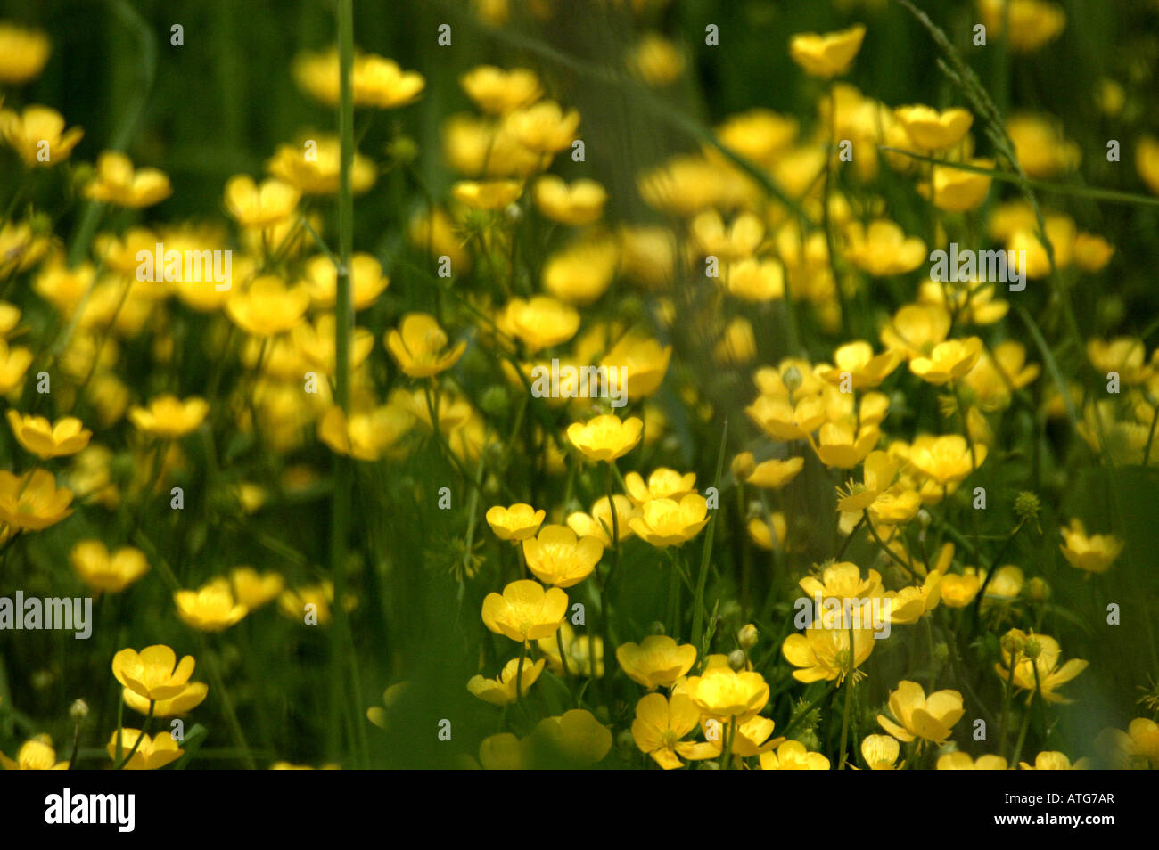 Buttercups in field Stock Photo Alamy