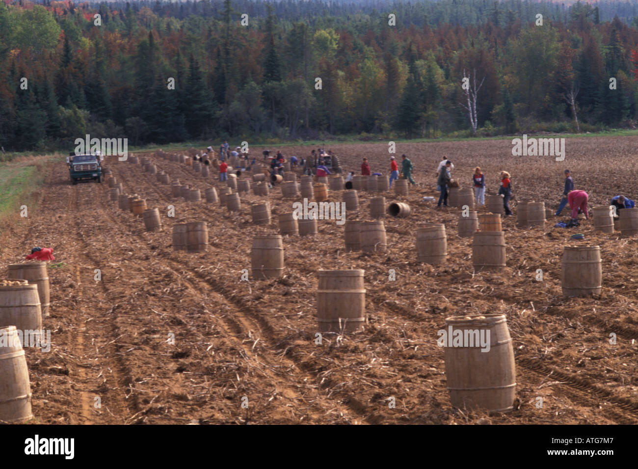 Stock image of students harvesting potatoes in New Brunswick Canada
