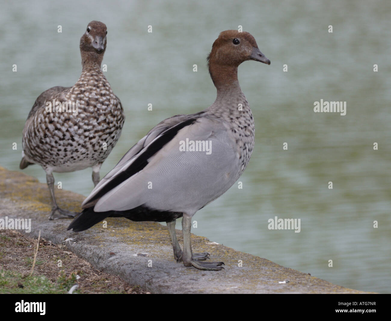 Australian Wood Duck Stock Photo Alamy