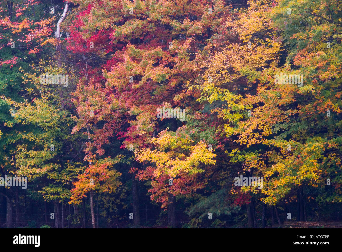 Stock image of maple tree with brilliant red leaves in full fall ...