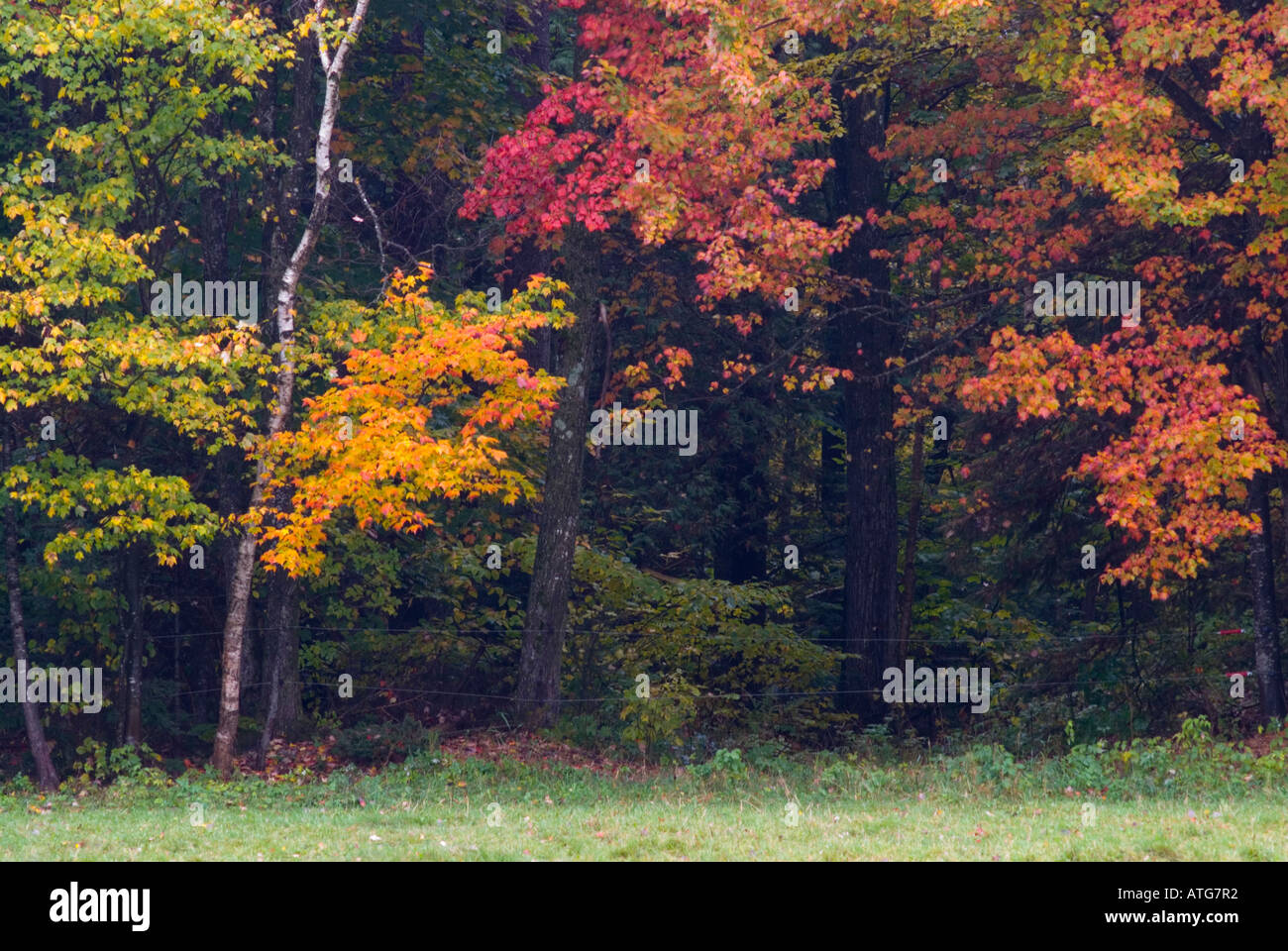 Stock image of maple tree with brilliant red leaves in full fall ...