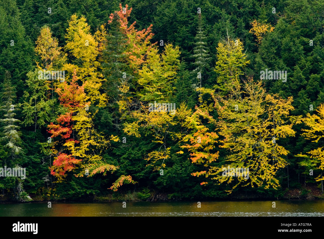 Stock image of hardwoods with bright red maples in full fall colours at the rivers edge in New Brunswick Canada Stock Photo