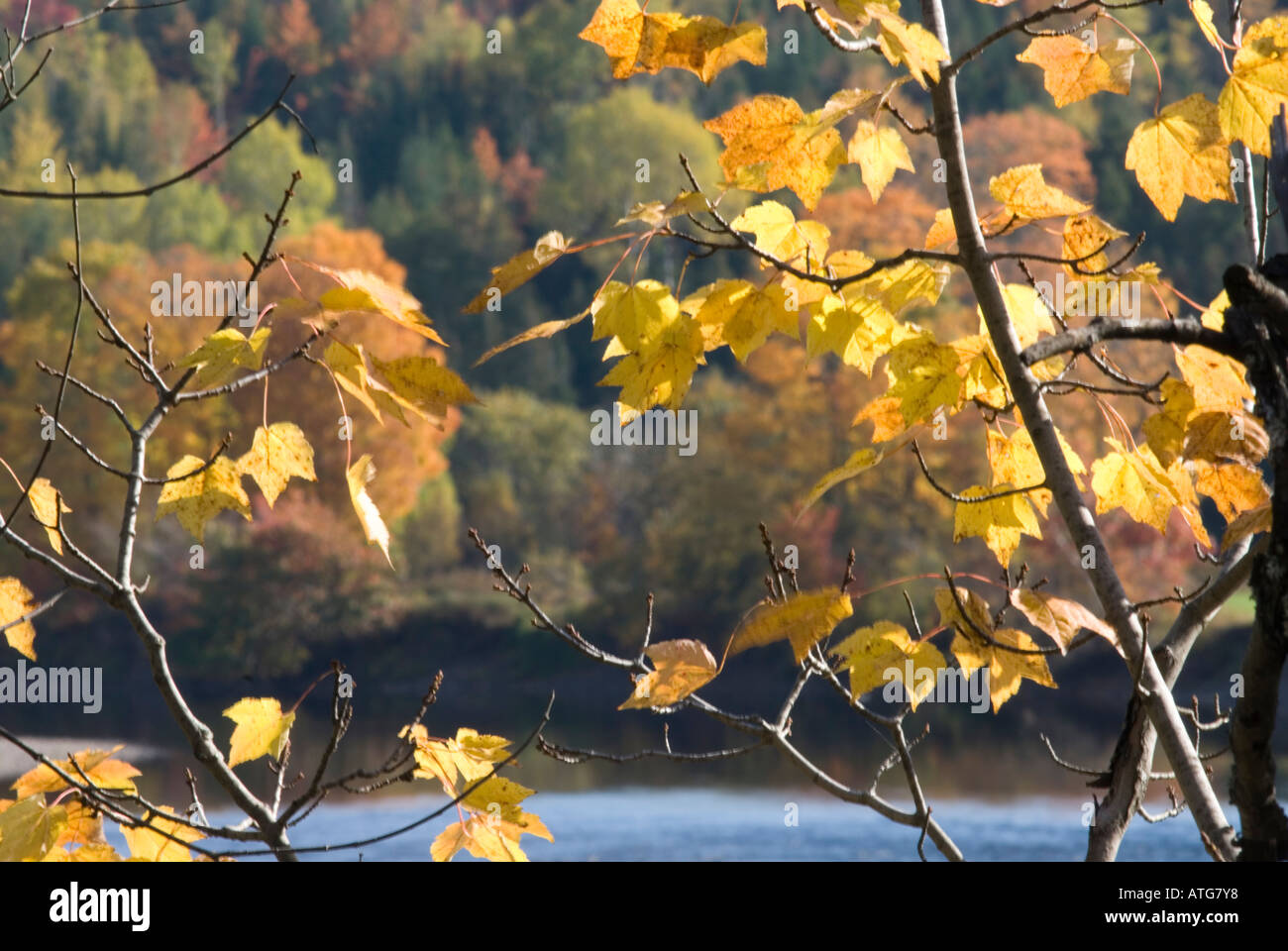 Stock image of hardwoods with bright red maples in full fall colours at the rivers edge in New Brunswick Canada Stock Photo