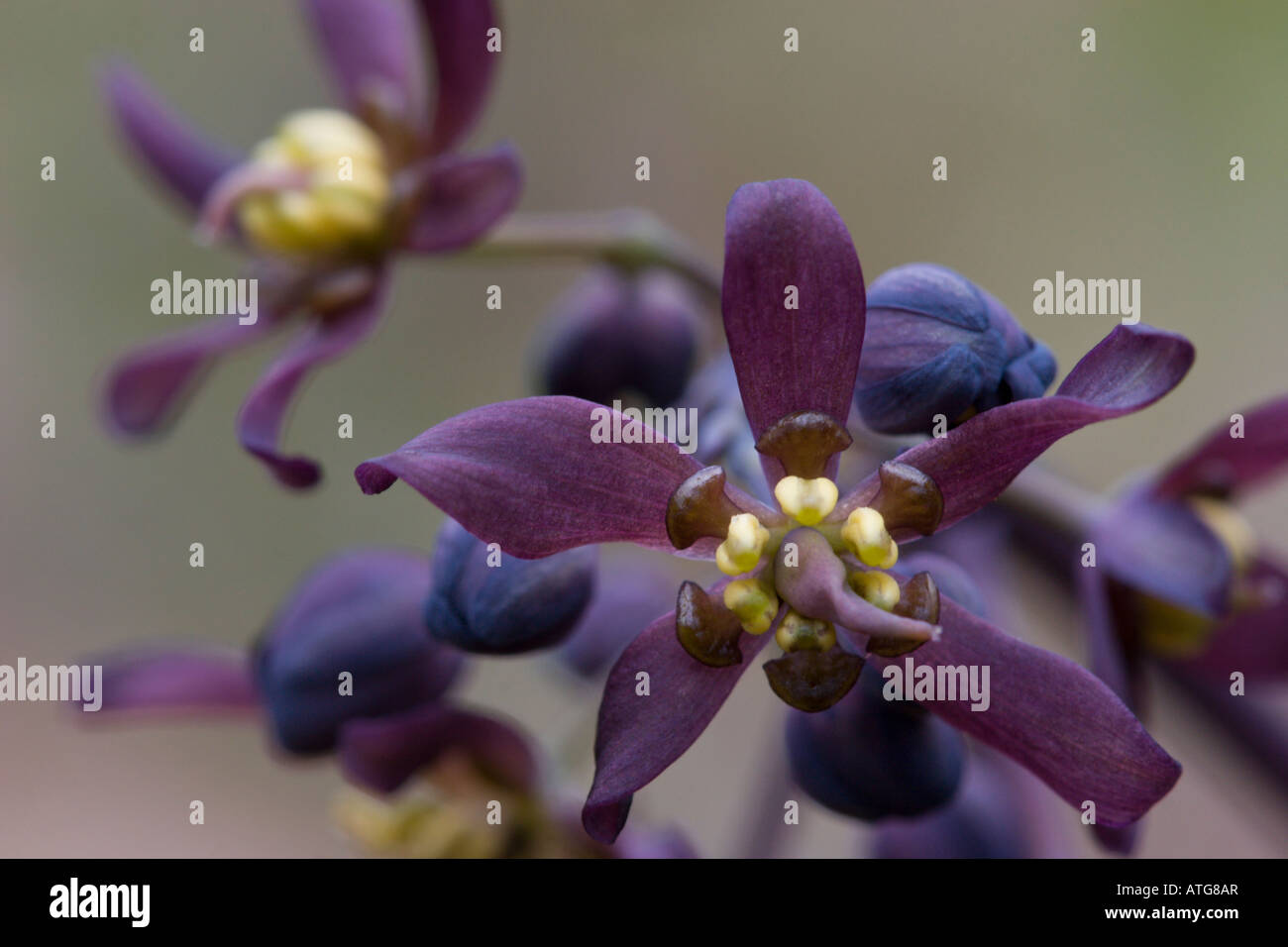 Purple forest flowers on hi-res stock photography and images - Alamy