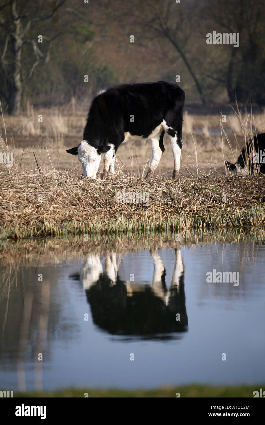 A cow reflected in the the River Stour near Flatford Mill the scene of john Constable paintings in Essex England Stock Photo