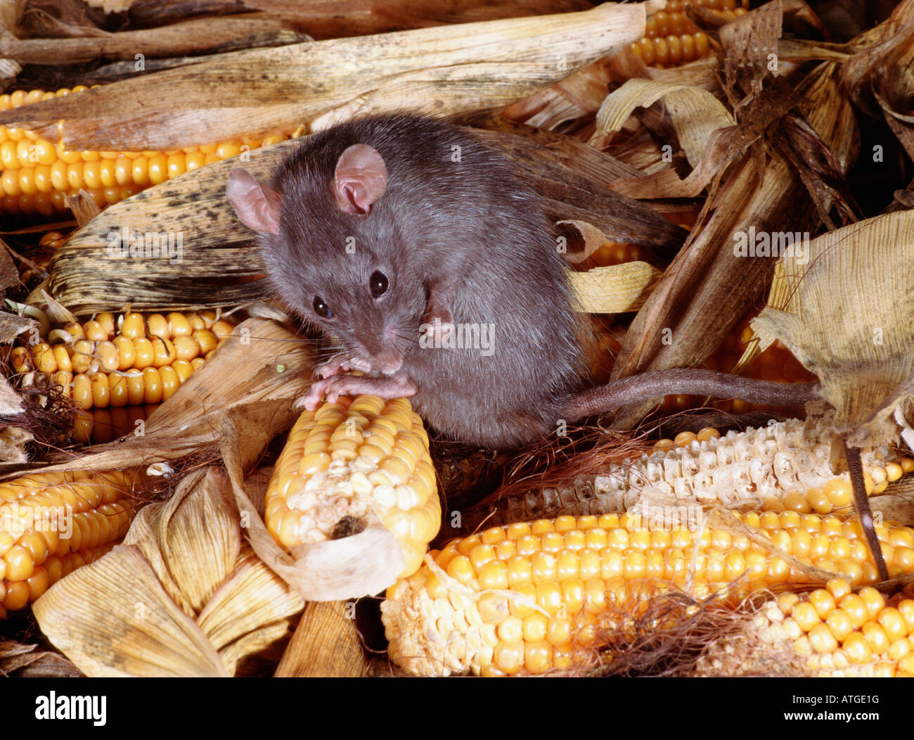 rat surmulot d egout Wanderratte Common Brown Rat Norway Rat Common Rat