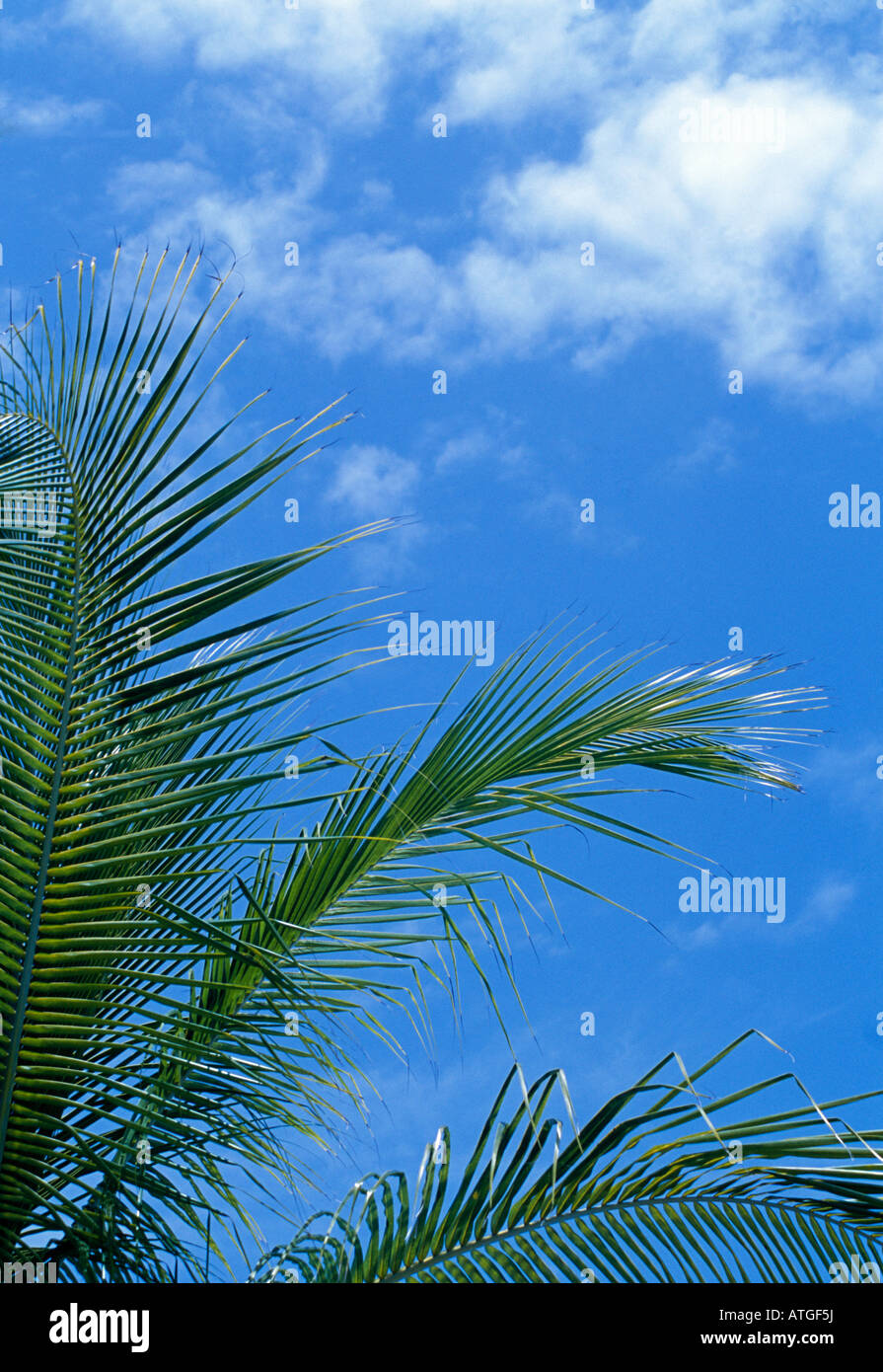 palm leaf against blue sky vertical Stock Photo - Alamy