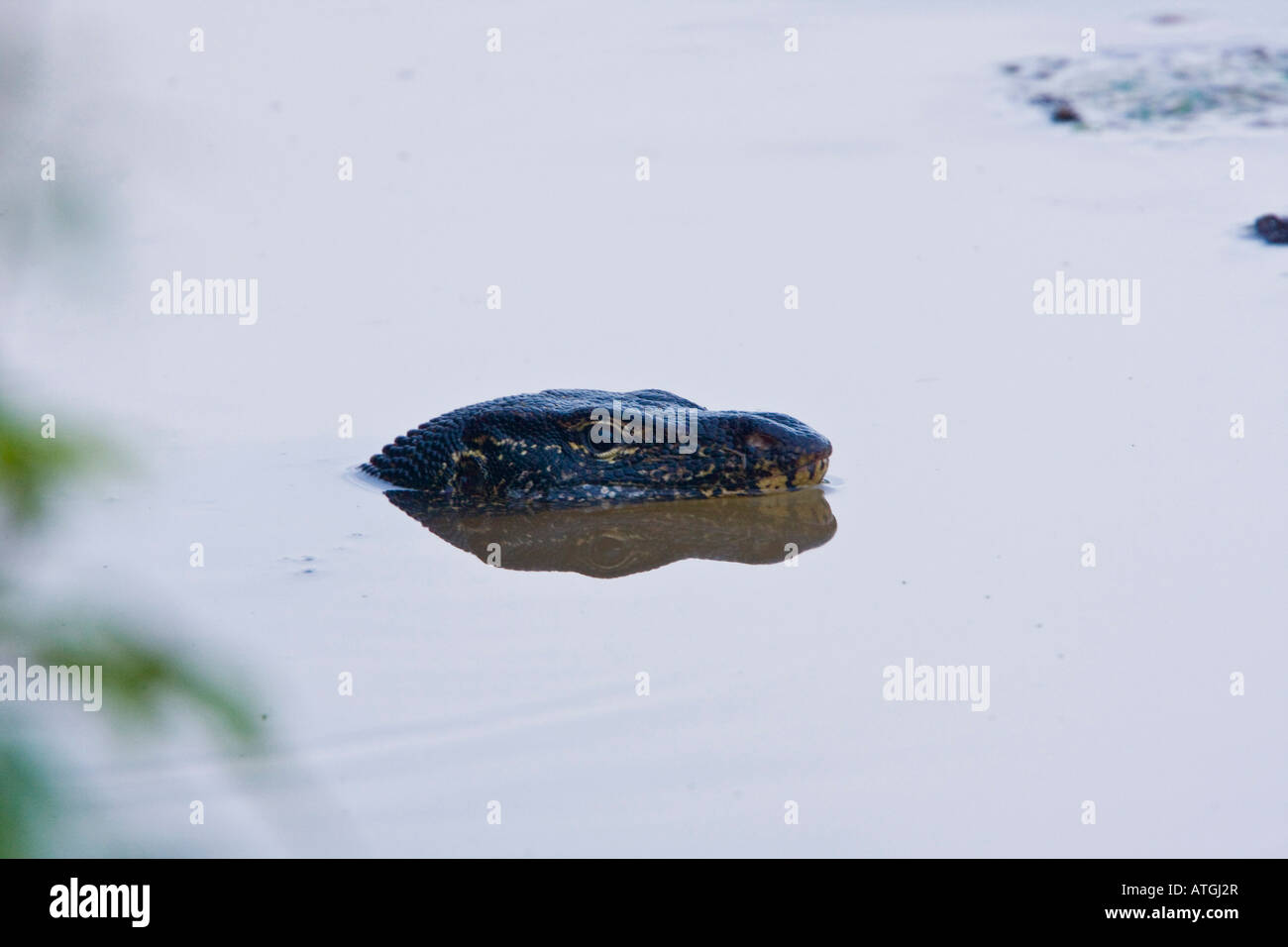 Water Monitor Close up of head emerging from water Colombo Sri Lanka Stock Photo