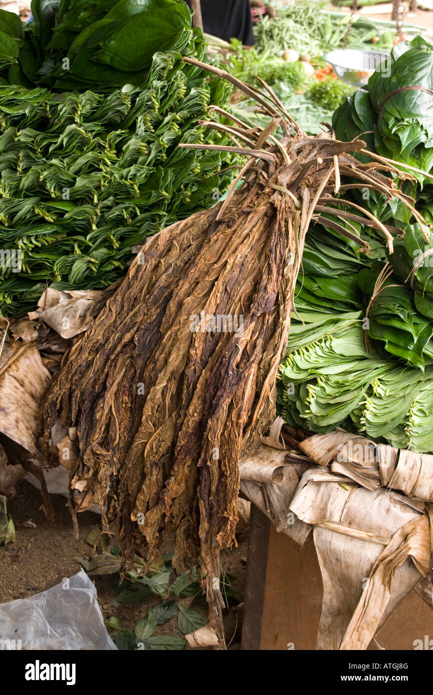 dry tobacco leaves rest on beetle leaves in a Sri Lanka market Stock Photo 