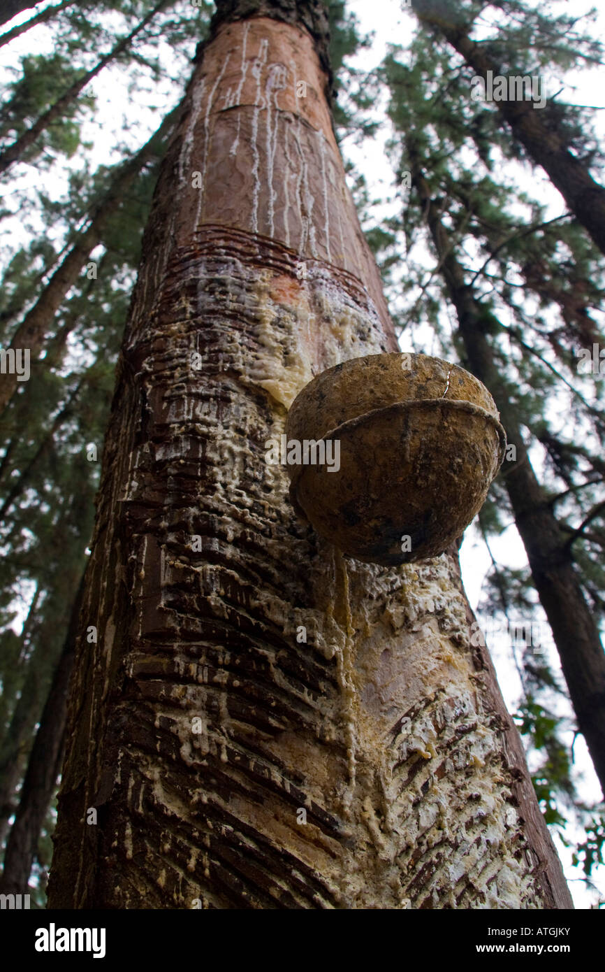 Tapping pine tree for resin Sri Lanka Stock Photo